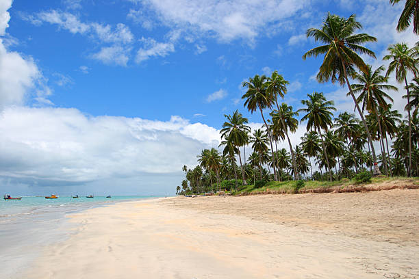 istock Landscape of a tropical beach in Brazil 184094452