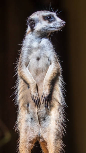 istock Meerkat also known as a small mongoose 1840944564