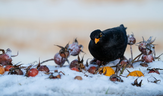 Black bird  in wintertime,Eifel,Germany.\nPlease see many more similar pictures of my Portfolio.\nThank you!