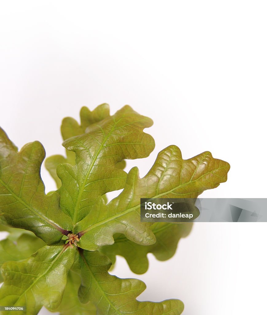 Oak Sapling Leaf Oak sapling on a white background Oak Tree Stock Photo