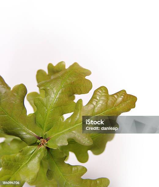 Oak Sapling Leaf Stock Photo - Download Image Now - Oak Tree, Sapling, Backgrounds