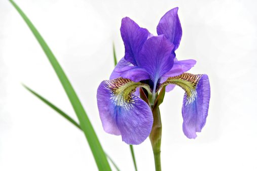 Perfect translucent purple and yelloiw Iris bloom, tilted at a gentle, whimsical angle