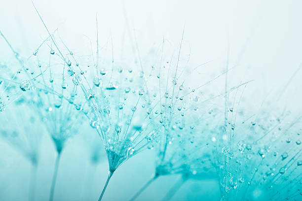 semilla de diente de león con gotas de agua - dandelion water flower abstract fotografías e imágenes de stock