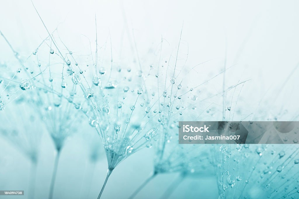 Aigrette de pissenlit avec gouttes d'eau - Photo de Turquoise - Bleu libre de droits