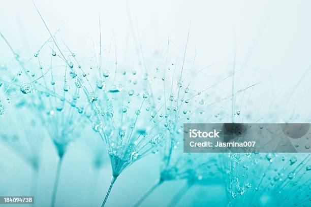 Photo libre de droit de Aigrette De Pissenlit Avec Gouttes Deau banque d'images et plus d'images libres de droit de Turquoise - Bleu - Turquoise - Bleu, Fleur - Flore, Fleur de pissenlit