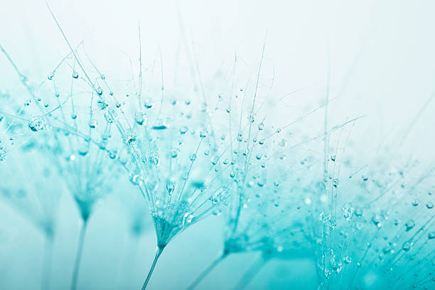 Dandelion seed with water drops Dandelion seed with water drops pappus stock pictures, royalty-free photos & images