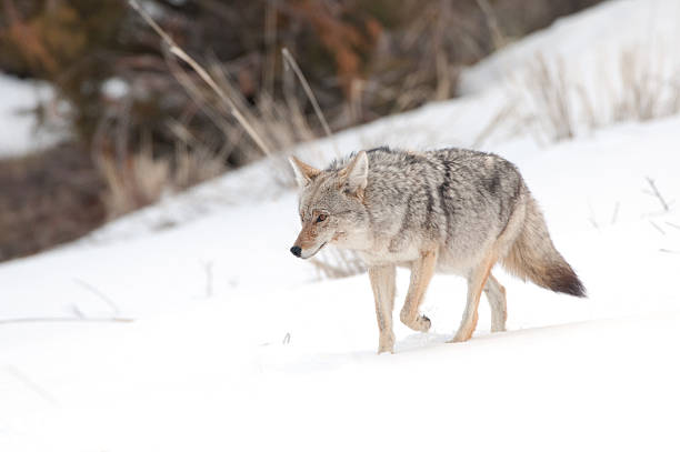 istock Coyote hunting in the snow - Yellowstone NP 184094778