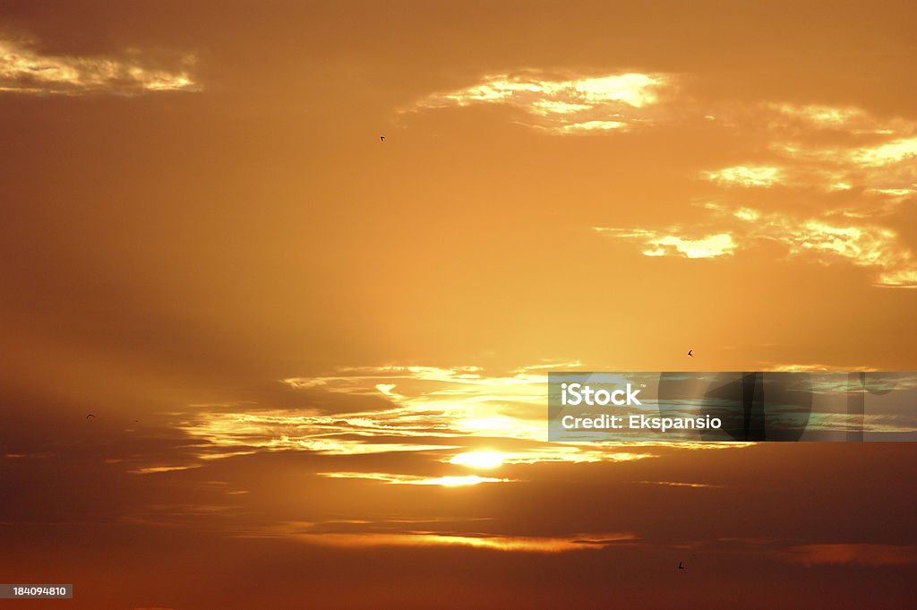 Pôr do Sol Dourado - Foto de stock de Andorinha royalty-free