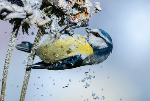 Blue tit in wintertime,Eifel,Germany.\nPlease see many more similar pictures of my Portfolio.\nThank you!