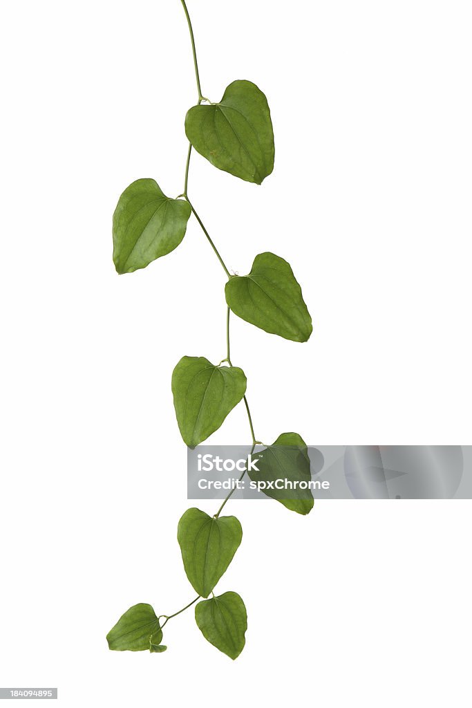 Pendurar Vines - Royalty-free Botânica - Ciência de plantas Foto de stock