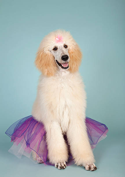 Ballet Poodle Puppy Portrait stock photo