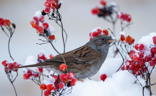 Dunnock in wintertime.Please see many more similar pictures of my Portfolio.
Thank you!