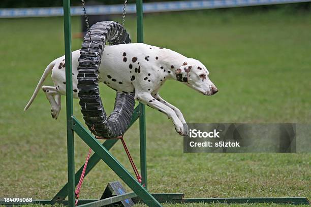 Através Dos Pneus - Fotografias de stock e mais imagens de Animal treinado - Animal treinado, Dálmata, Agilidade