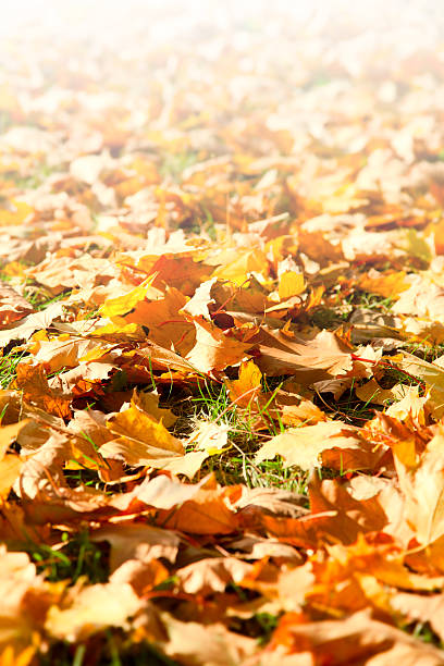 istock abstract image of yellow leaves with gradational copy space 184095125