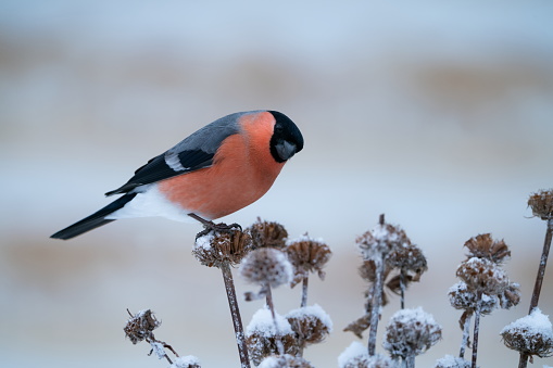 Bullfinch in wintertime,Eifel,Germany.\nPlease see many more similar pictures of my Portfolio.\nThank you!