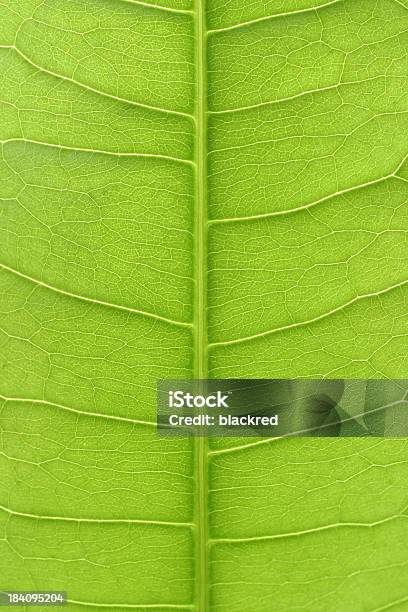 Leaf Vein Stock Photo - Download Image Now - Abstract, Back Lit, Backgrounds
