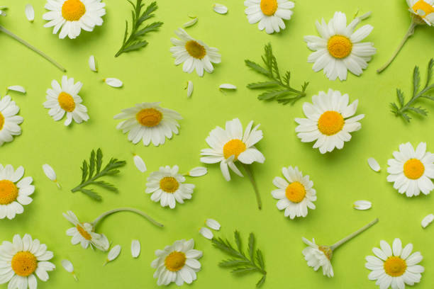 istock Flat lay with chamomile flowers on color background, top view 1840952285