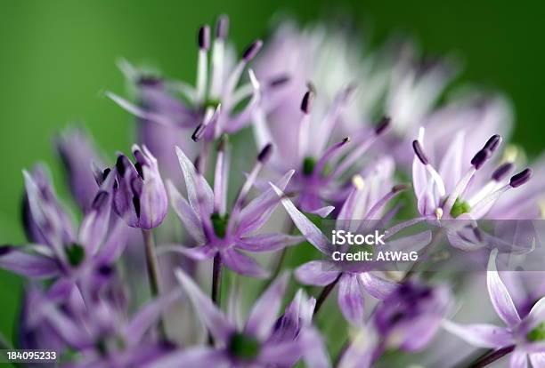 Allium 花 - 花のストックフォトや画像を多数ご用意 - 花, アリウム, タマネギ