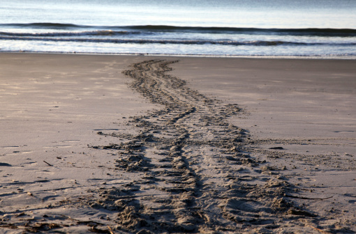 Path of return to the Sea made by a nesting Loggerhead Turtle - Hunting Island SC
