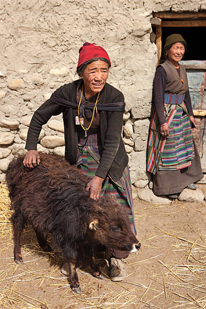 istock Tibetan woman leads her yak 184095317
