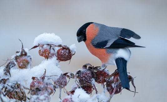 Bullfinch in wintertime,Eifel,Germany.
Please see many more similar pictures of my Portfolio.
Thank you!