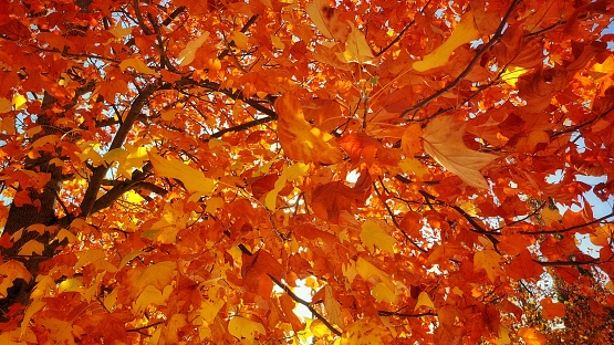 Golden coloured maple tree leaves on the tree close up, for autumn themes. Not AI
