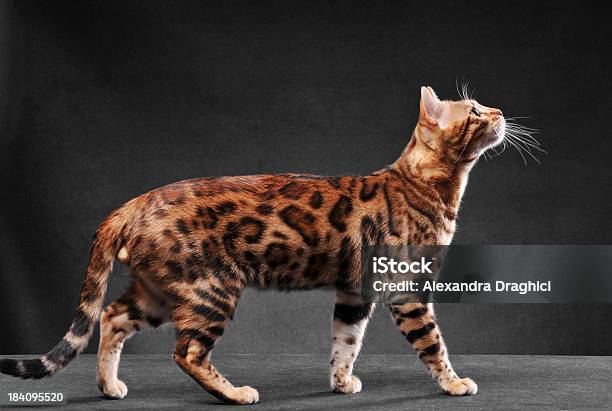 雄ベンガル猫 - ベンガル猫のストックフォトや画像を多数ご用意 - ベンガル猫, カラー画像, スタジオ撮影