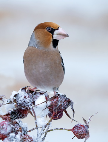Hawfinch in wintertime,Eifel,Germany.\nPlease see many more similar pictures of my Portfolio.\nThank you!