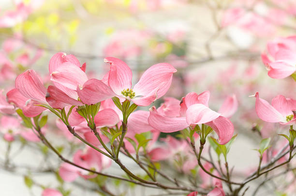 istock Branch of dogwood tree in bloom 184095641