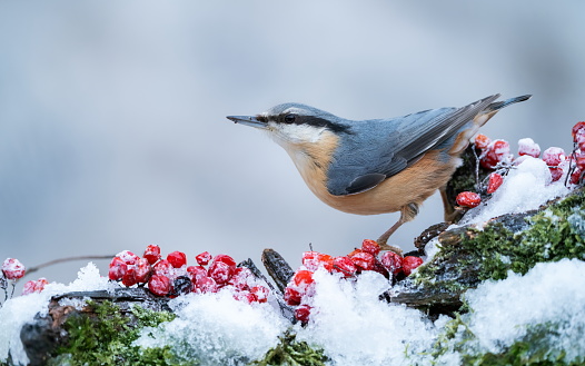 Nuthatch in wintertime,Eifel,Germany.
Please see many more similar pictures of my Portfolio.
Thank you!
