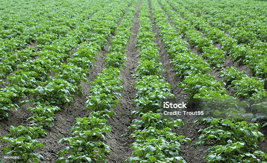Reihe von Pflanzen - Lizenzfrei Agrarbetrieb Stock-Foto