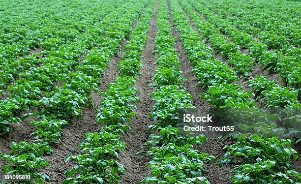 Reihe Von Pflanzen Stockfoto und mehr Bilder von Agrarbetrieb - Agrarbetrieb, Ausgedörrt, Bildhintergrund