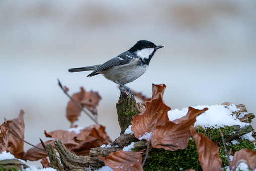 A frozen sparrow sits on a prickly and snow-covered branch of a rosehip with red berries on a frosty winter morning