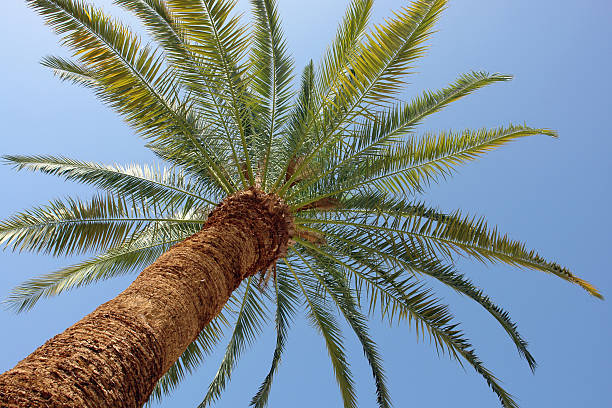 istock In the shade of a Palm tree 184095968