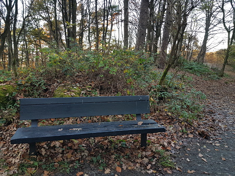 Wooden seat bench on fallen autumn leaves at a woodland area, Stirling Scotland England UK