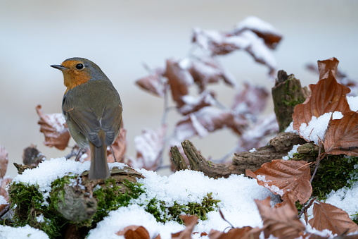 Robin in wintertime,Eifel,Germany.
Please see many more similar pictures of my Portfolio.
Thank you!