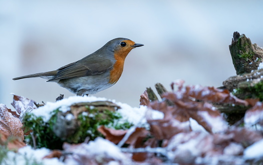 Robin in wintertime,Eifel,Germany.\nPlease see many more similar pictures of my Portfolio.\nThank you!