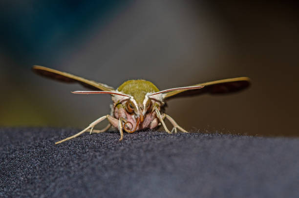 Moth butterfly, Spurge Hawk, Hyles Euphorbiae