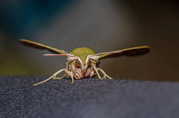 Photo of Moth butterfly, Spurge Hawk, Hyles Euphorbiae