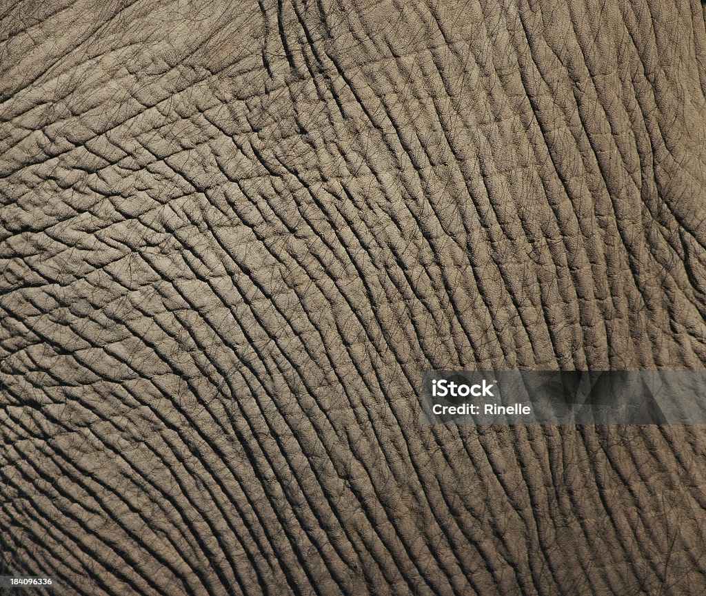 Thick Skin Close up of the wrinkled skin of an Asian Elephant. Abstract Stock Photo