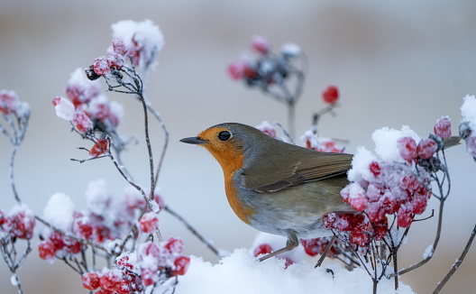 Robin Redbreast in November when Storm Arwen hit the UK.  Facing right on a snow covered tree branch with red berries.  Scientific name: Erithacus rubecula.  Space for copy.