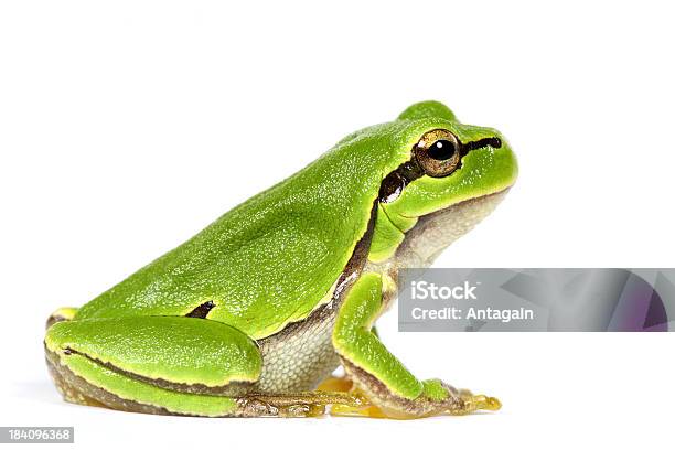 Green Frog Stock Photo - Download Image Now - Frog, Cut Out, Green Color