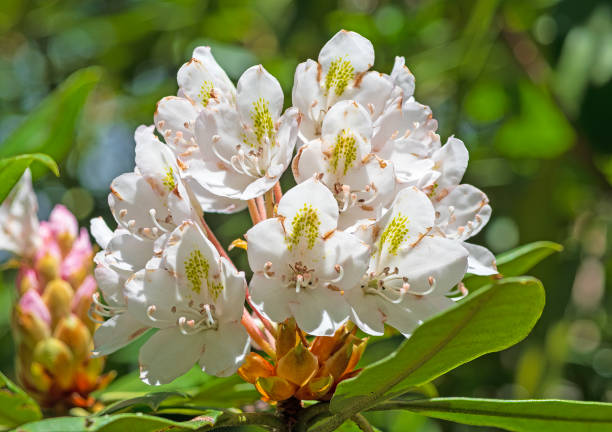 Looking down on a white Azalea bush in the Spring harden