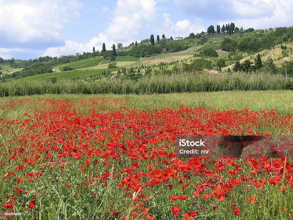 Champ de coquelicots en Toscane - Photo de Colline libre de droits