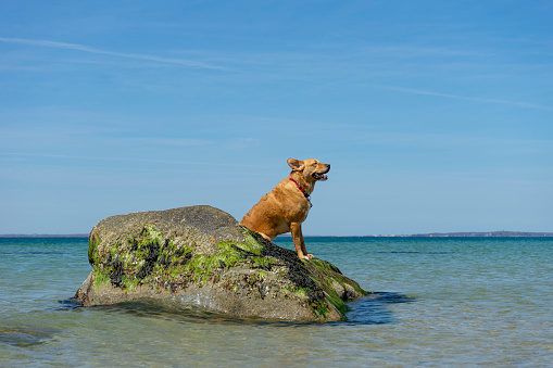 Dog sitting on a rock at a beach on Martha's Vineyard