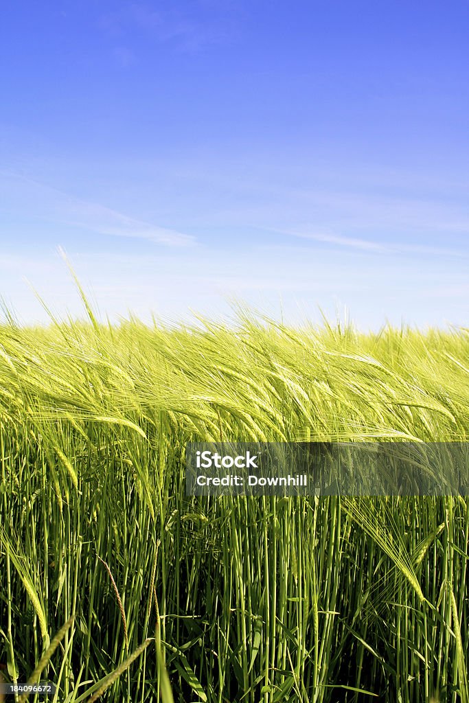 Golden cebada - Foto de stock de Campo - Tierra cultivada libre de derechos