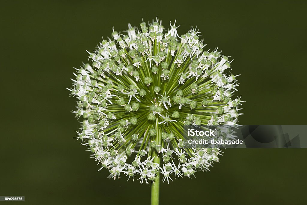 Allium branco - Foto de stock de Allium Sativum royalty-free