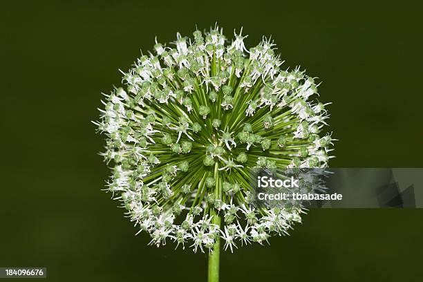 Foto de Allium Branco e mais fotos de stock de Allium Sativum - Allium Sativum, Branco, Cabeça da flor