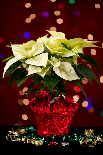 Christmas corner arrangement with pine twigs and poinsettia flowers isolated on white background