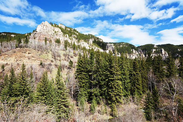 Spearfish Canyon, Black Hills National Forest, South Dakota  black hills national forest stock pictures, royalty-free photos & images